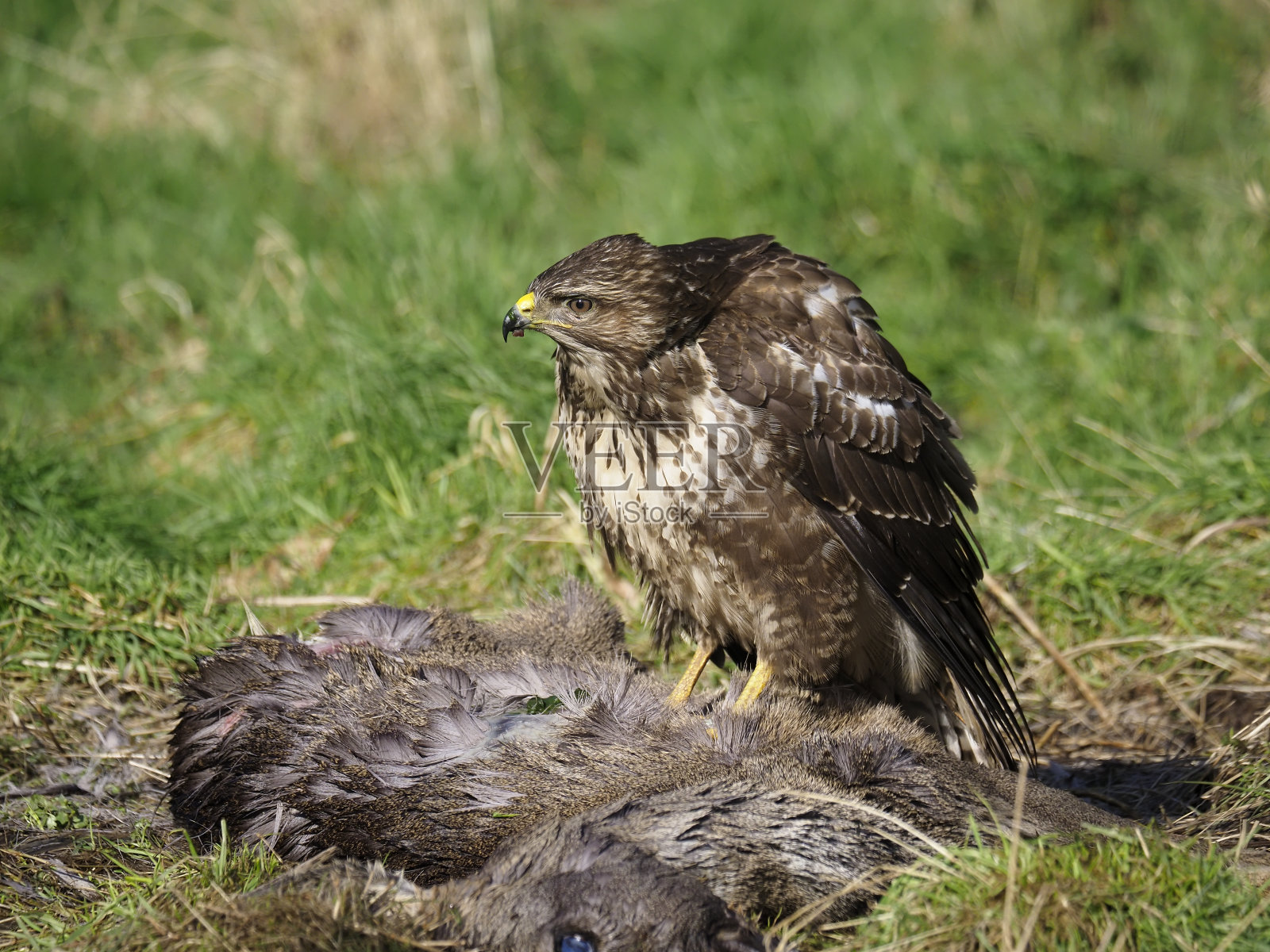 常见的秃鹰,布特奥布特奥照片摄影图片