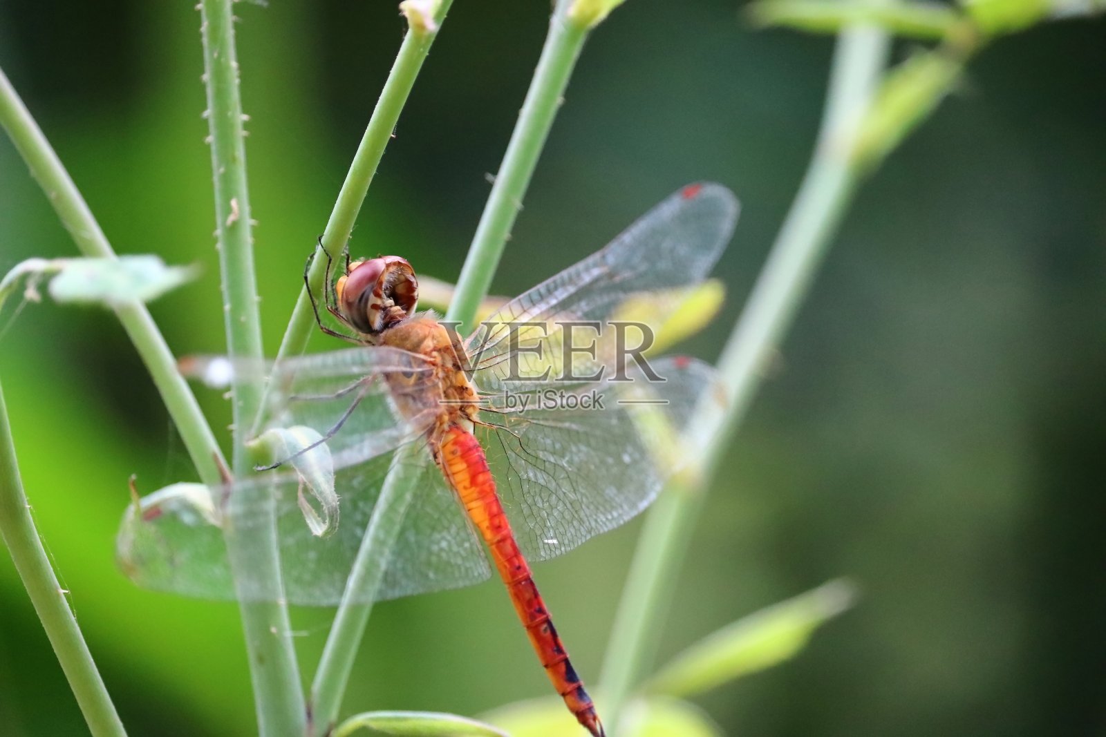 蜻蜓休息照片摄影图片