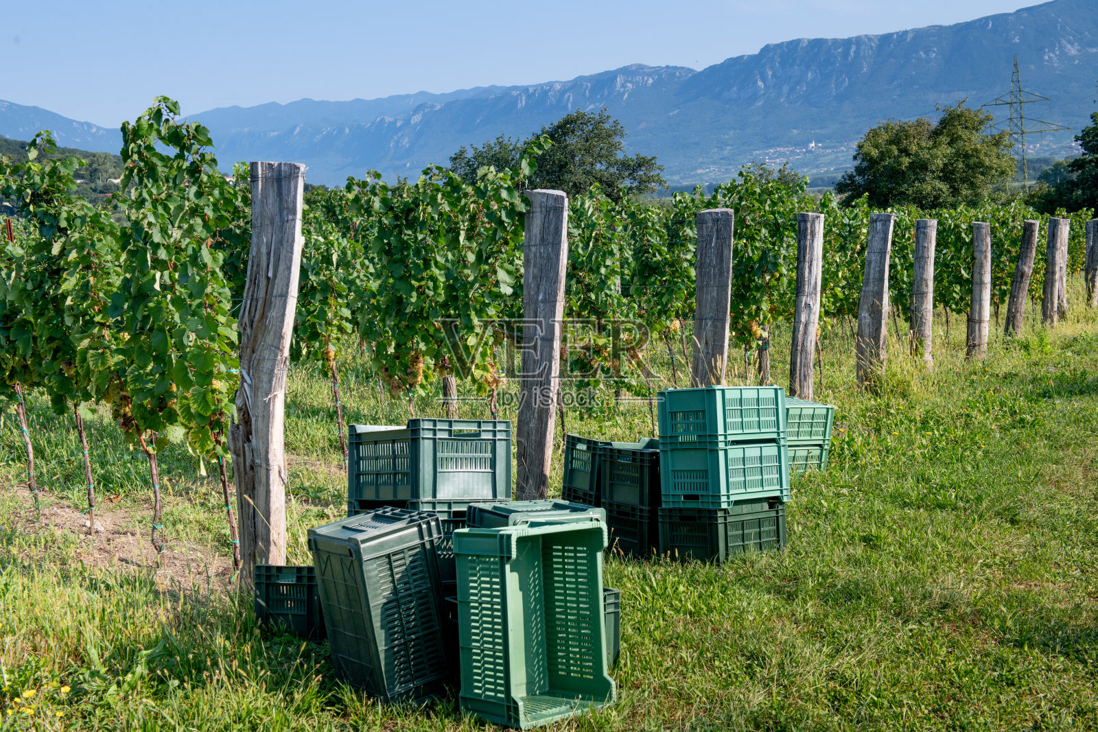为葡萄收获准备的塑料篮子照片摄影图片