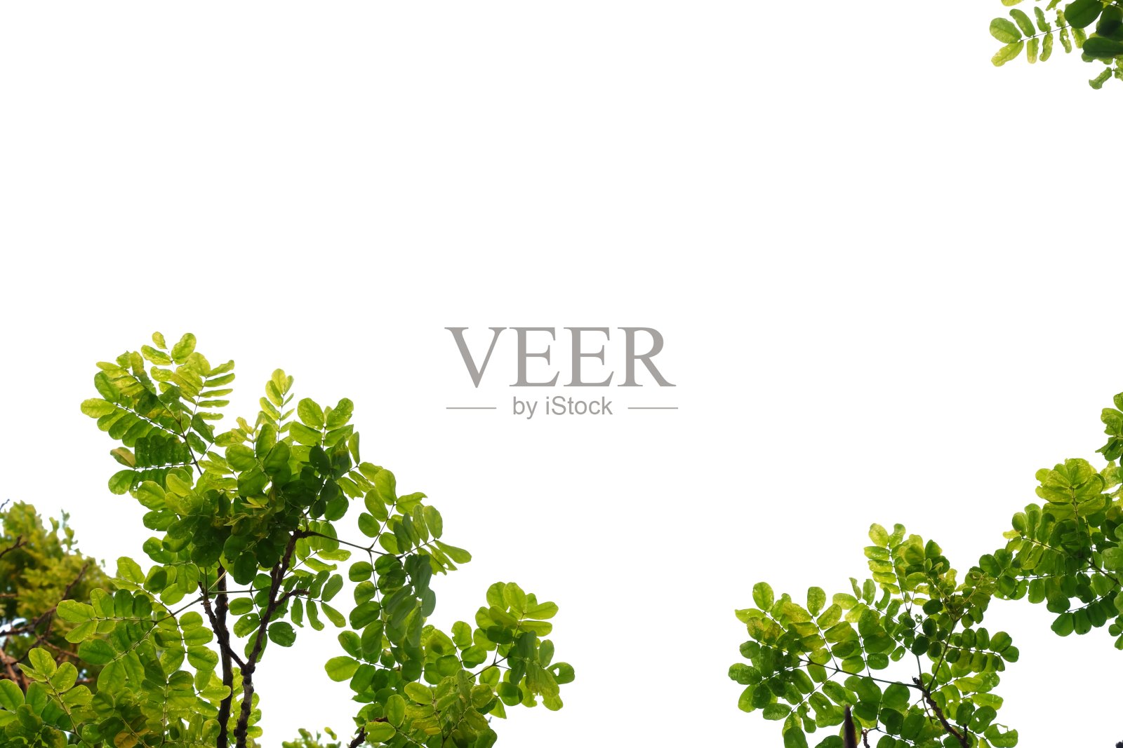 热带树叶在白色孤立的背景照片摄影图片