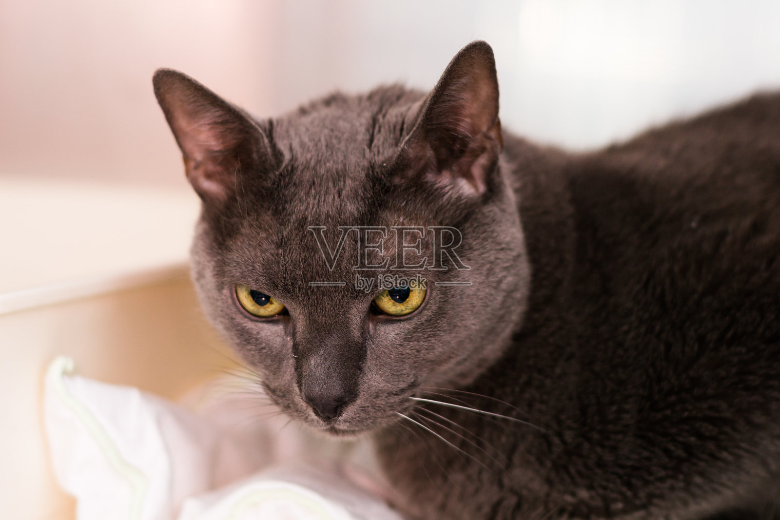 在宠物医院的俄罗斯蓝猫照片摄影图片