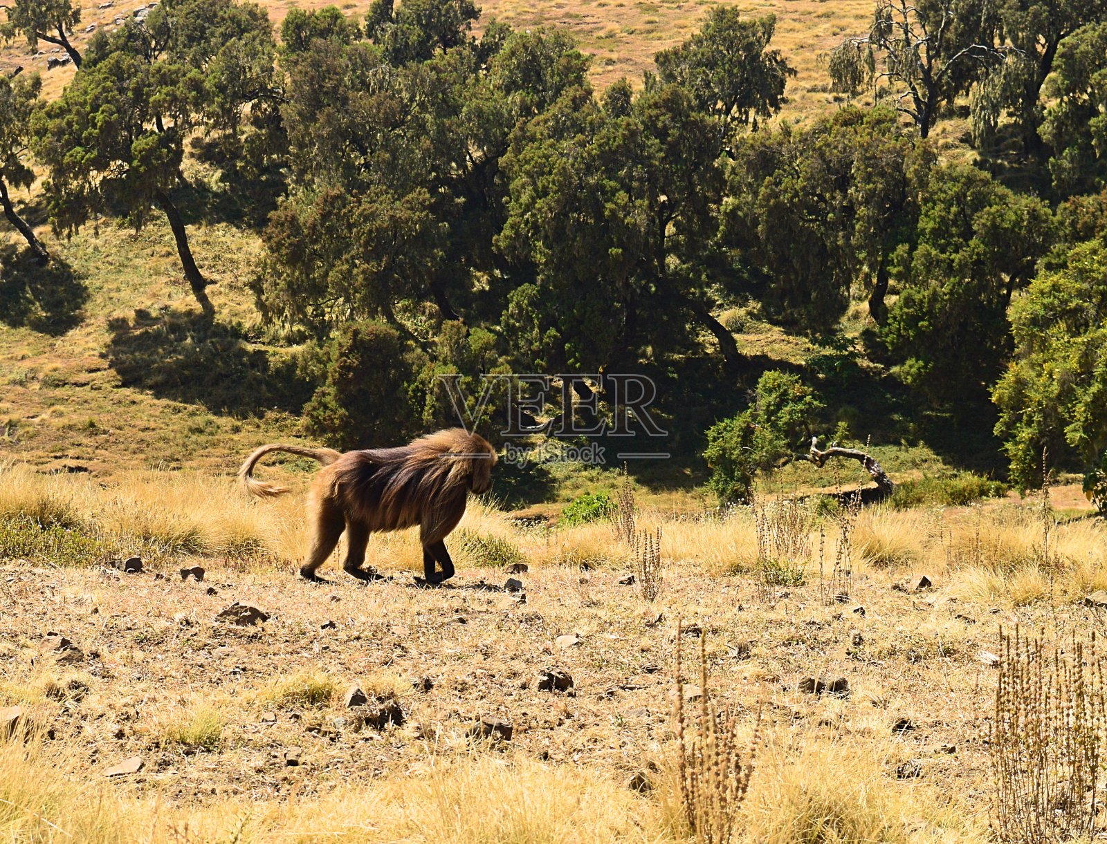 埃塞俄比亚。狒狒是一种稀有的灵长类动物。照片摄影图片