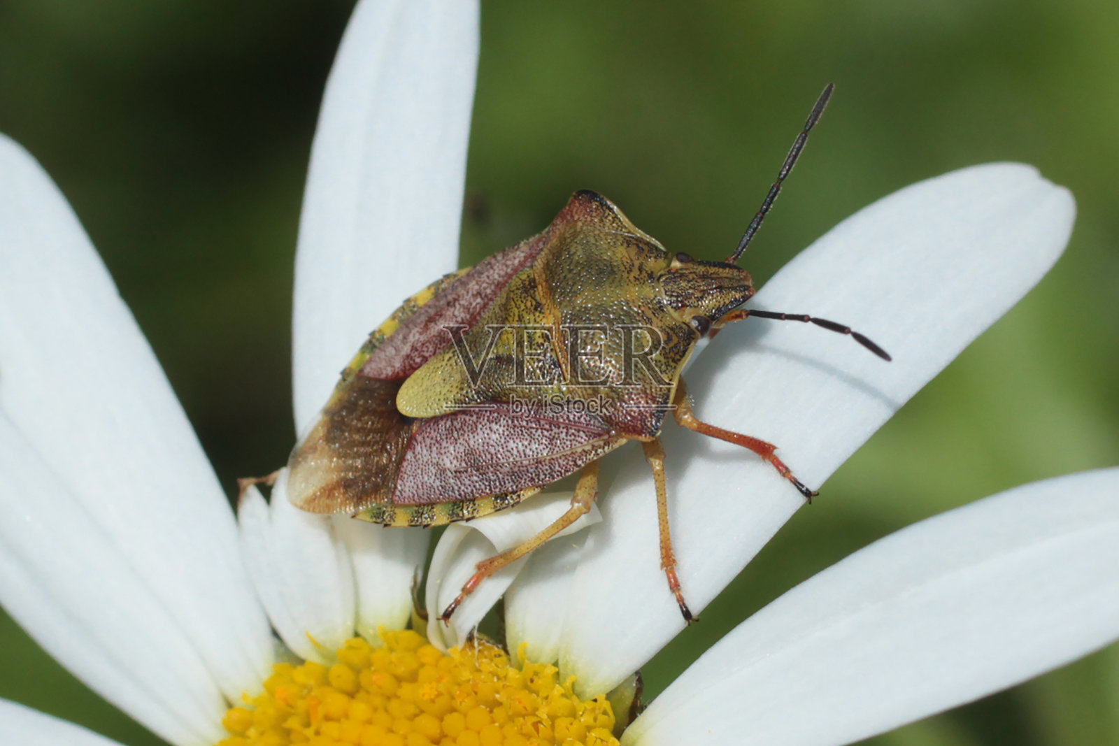 浆果虫(多利科里斯学士学位)照片摄影图片