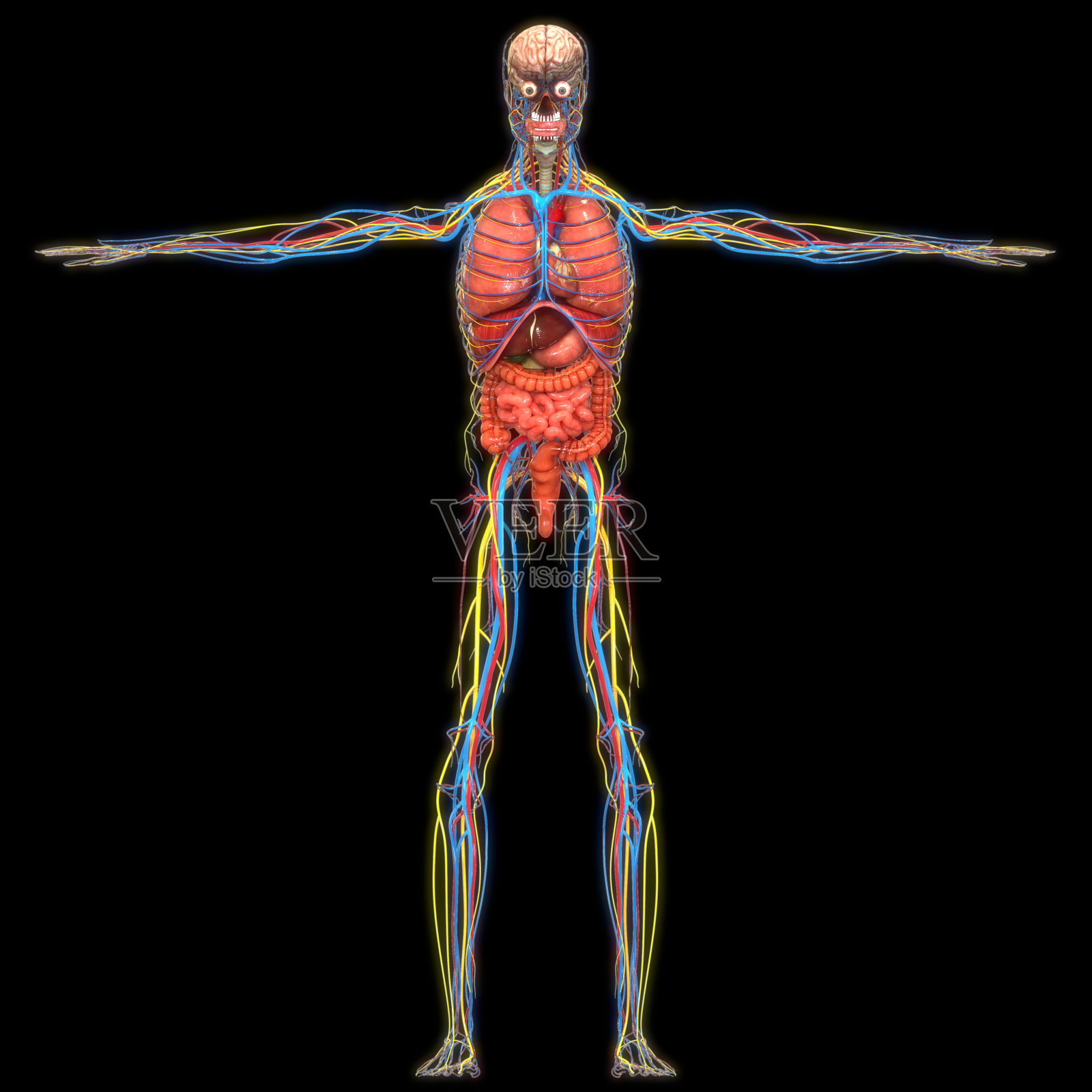 人体器官解剖照片摄影图片