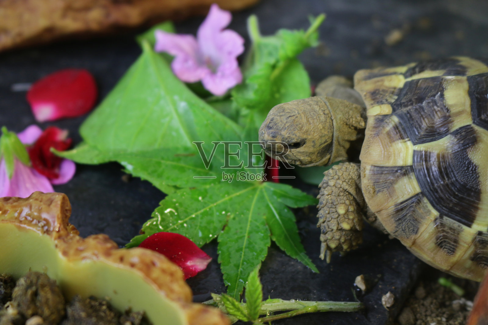 饥饿的婴儿俄罗斯马菲尔德饮食/赫尔曼的乌龟食物,喂食和吃新鲜的沙拉,鲜花,玫瑰花瓣,卷心菜,羽衣甘蓝,莴苣叶作为健康的宠物乌龟的饮食指导和照顾,头部特写,张开嘴咬舌头照片摄影图片