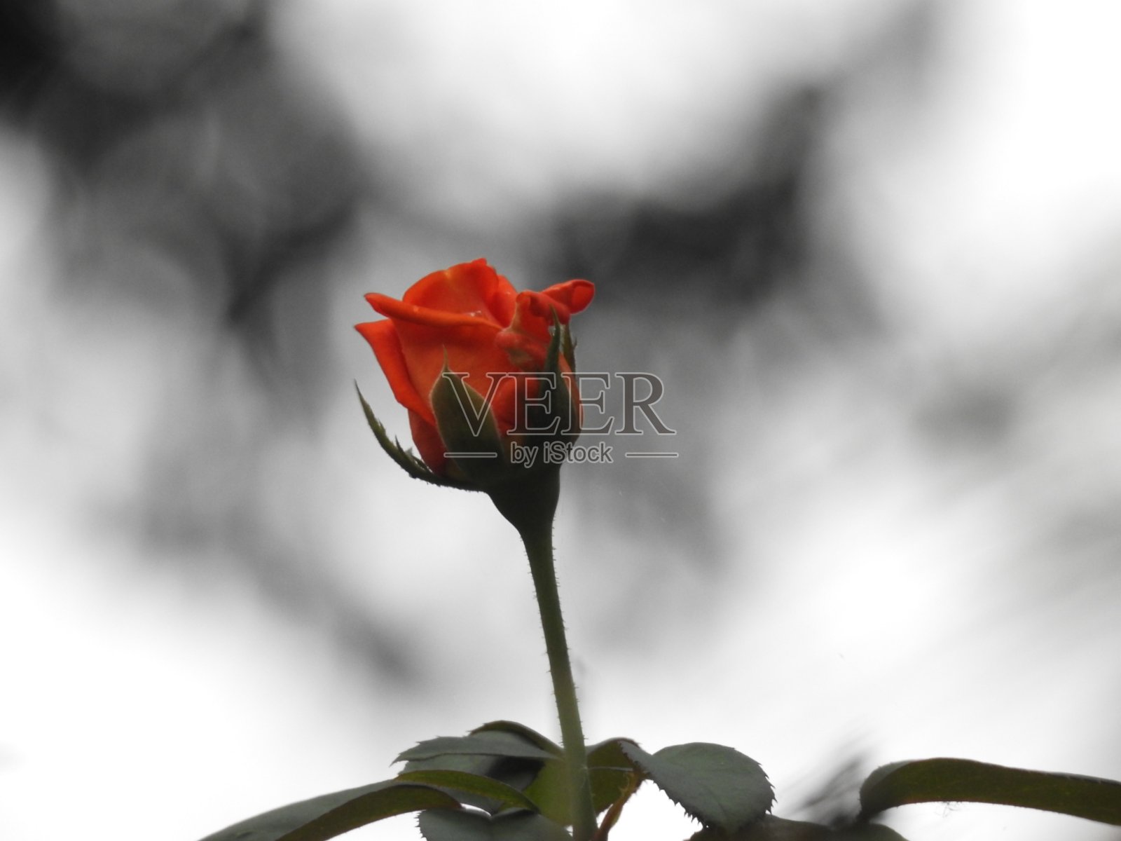 大自然的美丽照片摄影图片