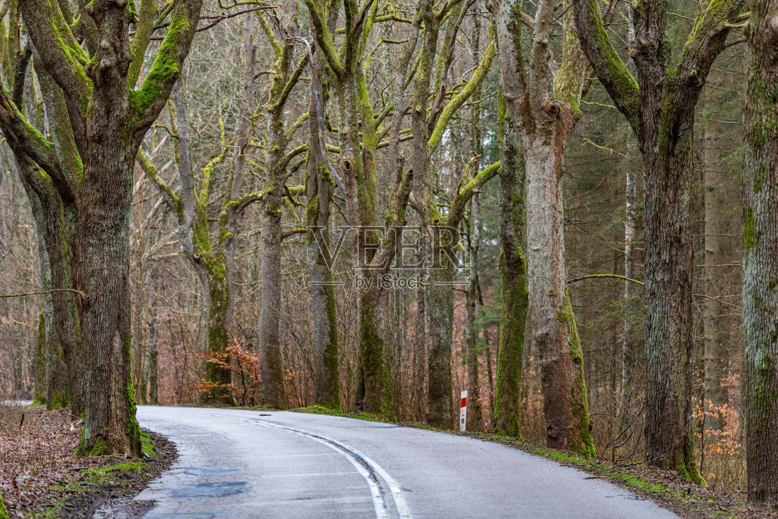 穿过森林的柏油路。沿路长着高大的树木。春天的季节。照片摄影图片
