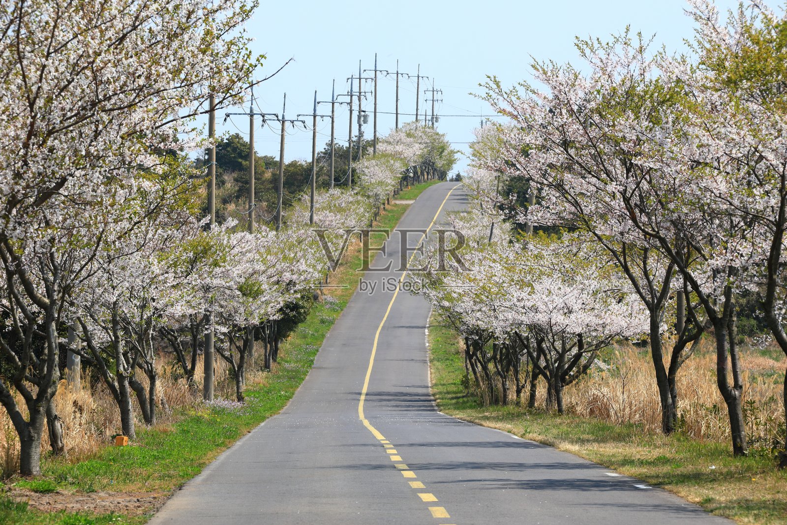 南山里,济州岛,樱花路,樱花路,照片摄影图片