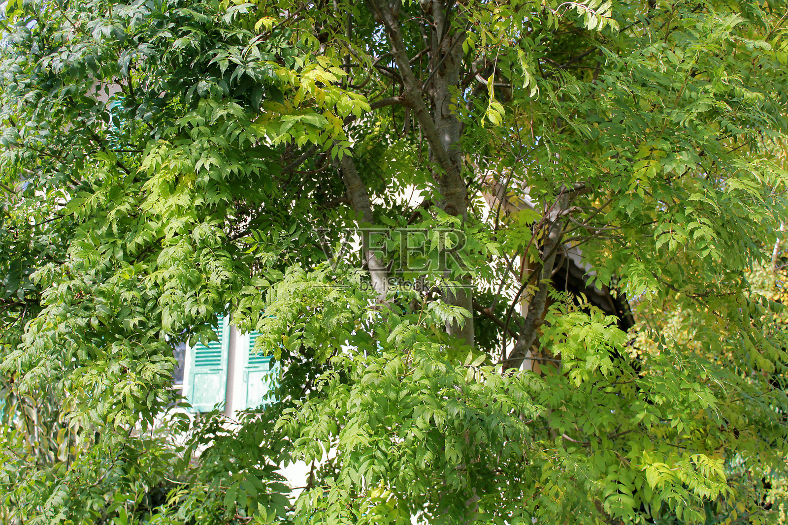 树叶照片摄影图片