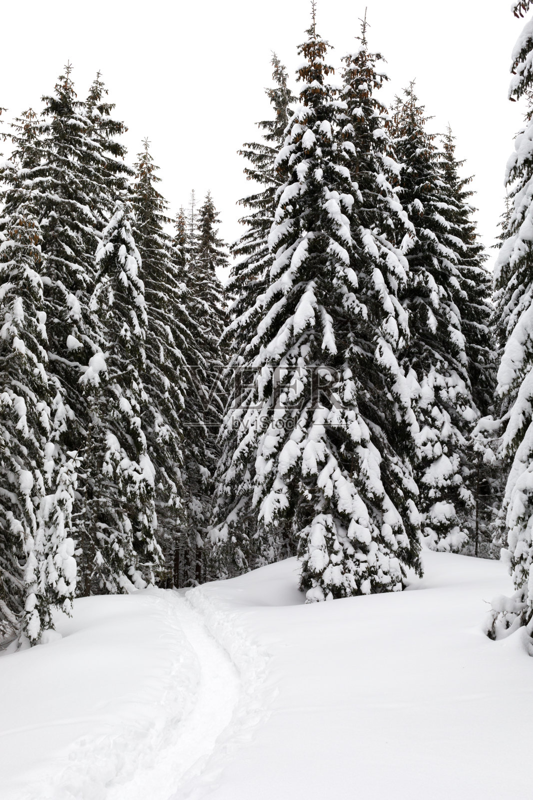 雄伟的积雪冷杉树和一条狭窄的小径照片摄影图片
