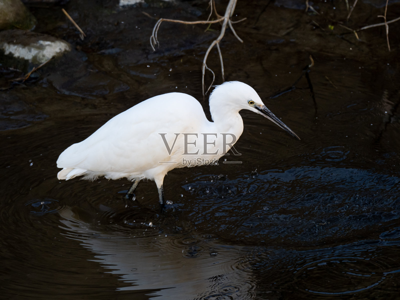 在河里钓小白鹭照片摄影图片