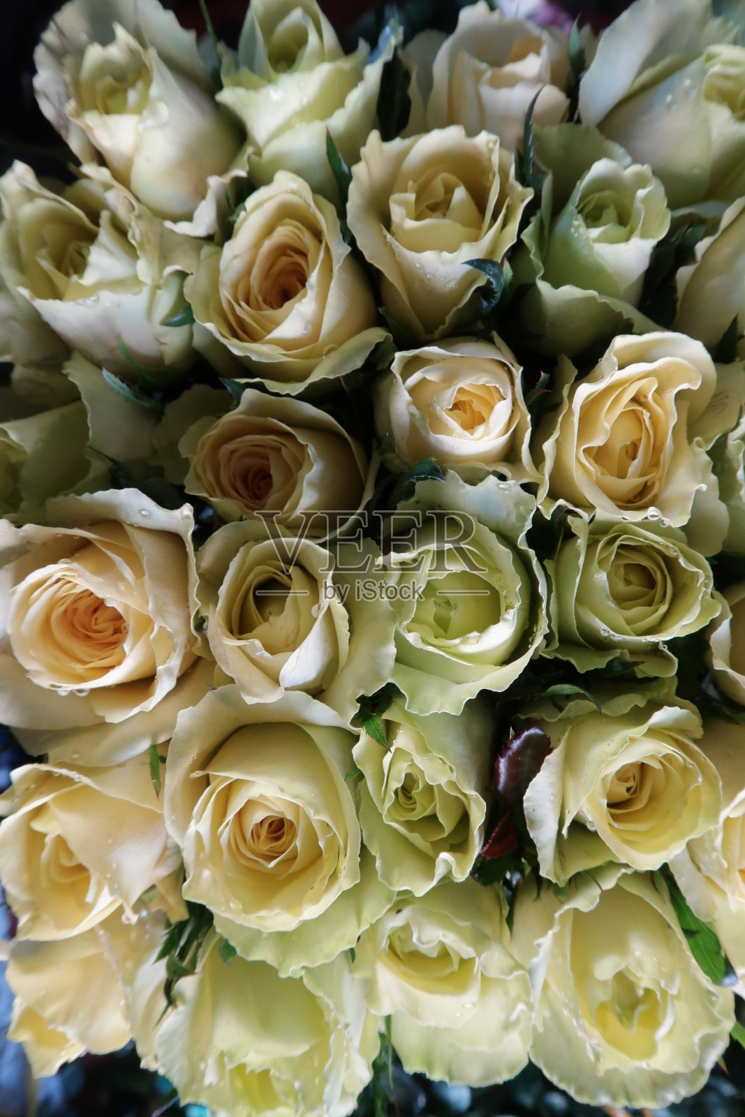 背景与彩色玫瑰灿烂的特殊日子照片摄影图片