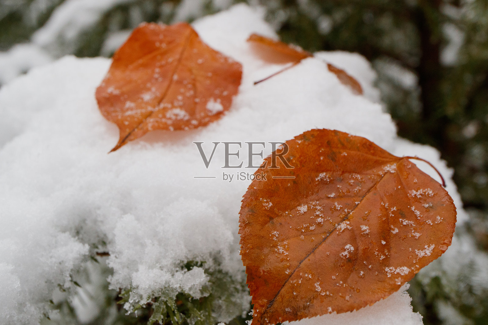 两片黄叶在白雪上落在一棵针叶树上,一根松树的树枝上落了一片叶子照片摄影图片