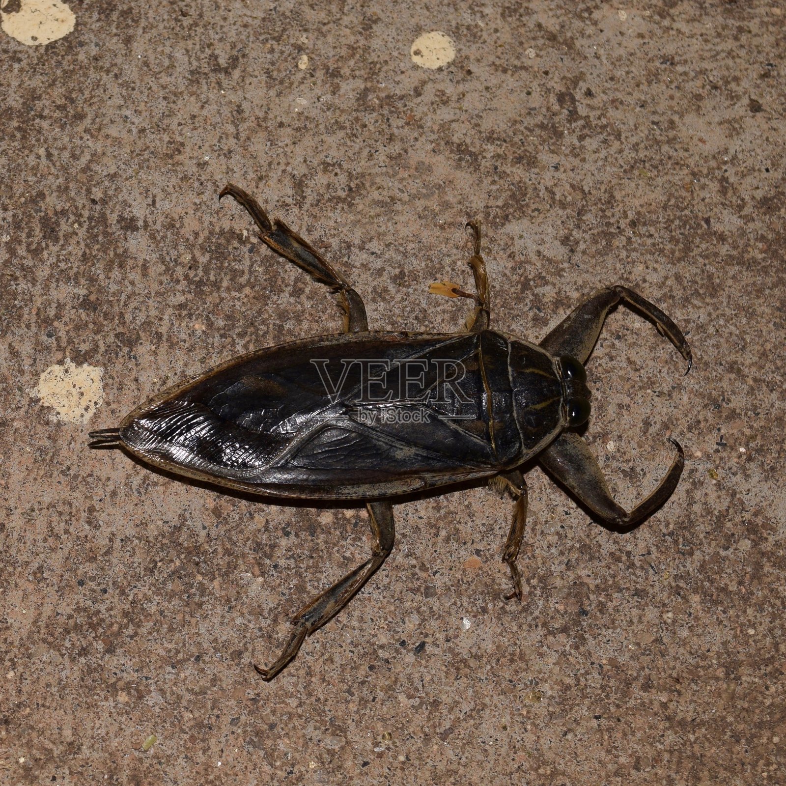 巨型水蝽照片摄影图片