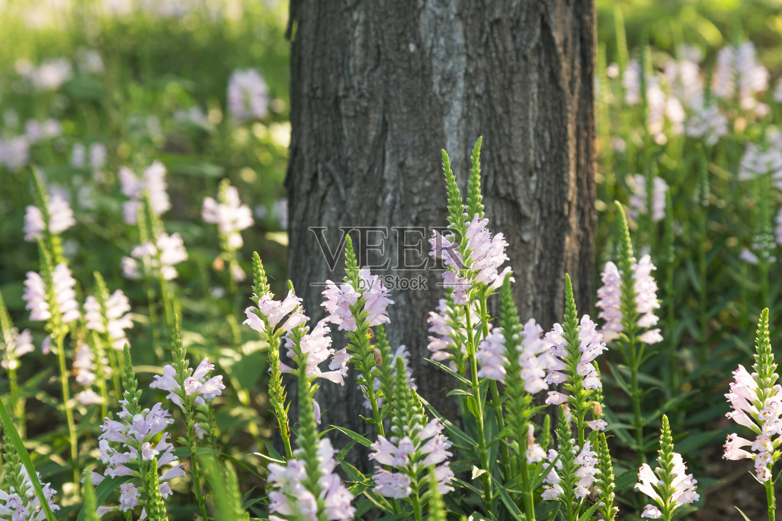 弗吉尼亚硬骨草照片摄影图片