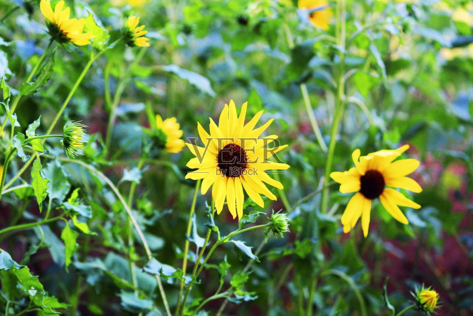 向日葵照片摄影图片