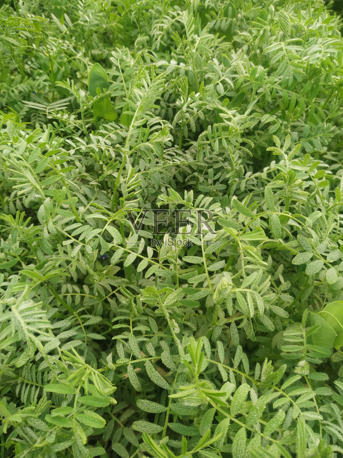 一个令人敬畏的背景-所有新鲜的绿色草地在公园照片摄影图片