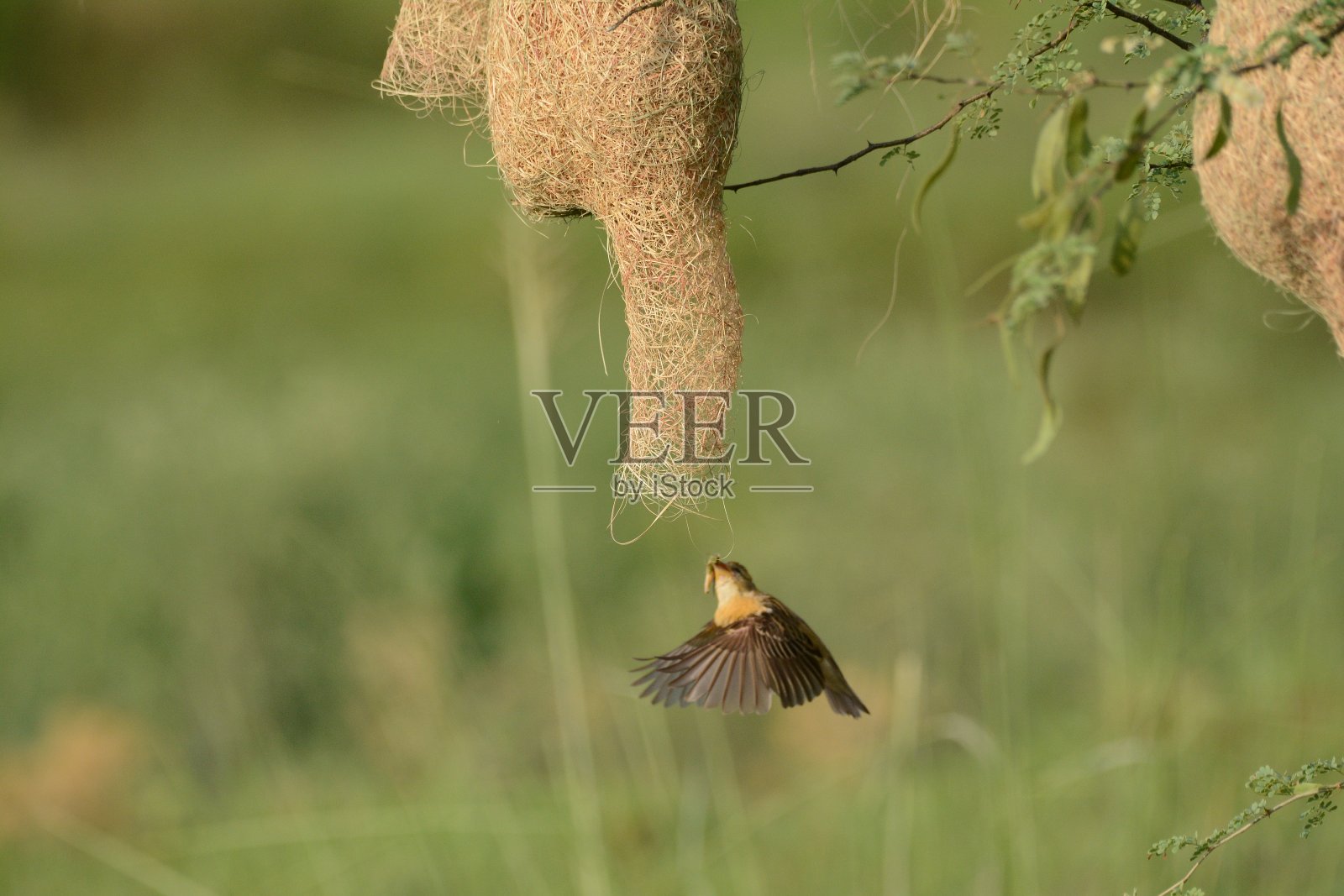自然和鸟类照片摄影图片