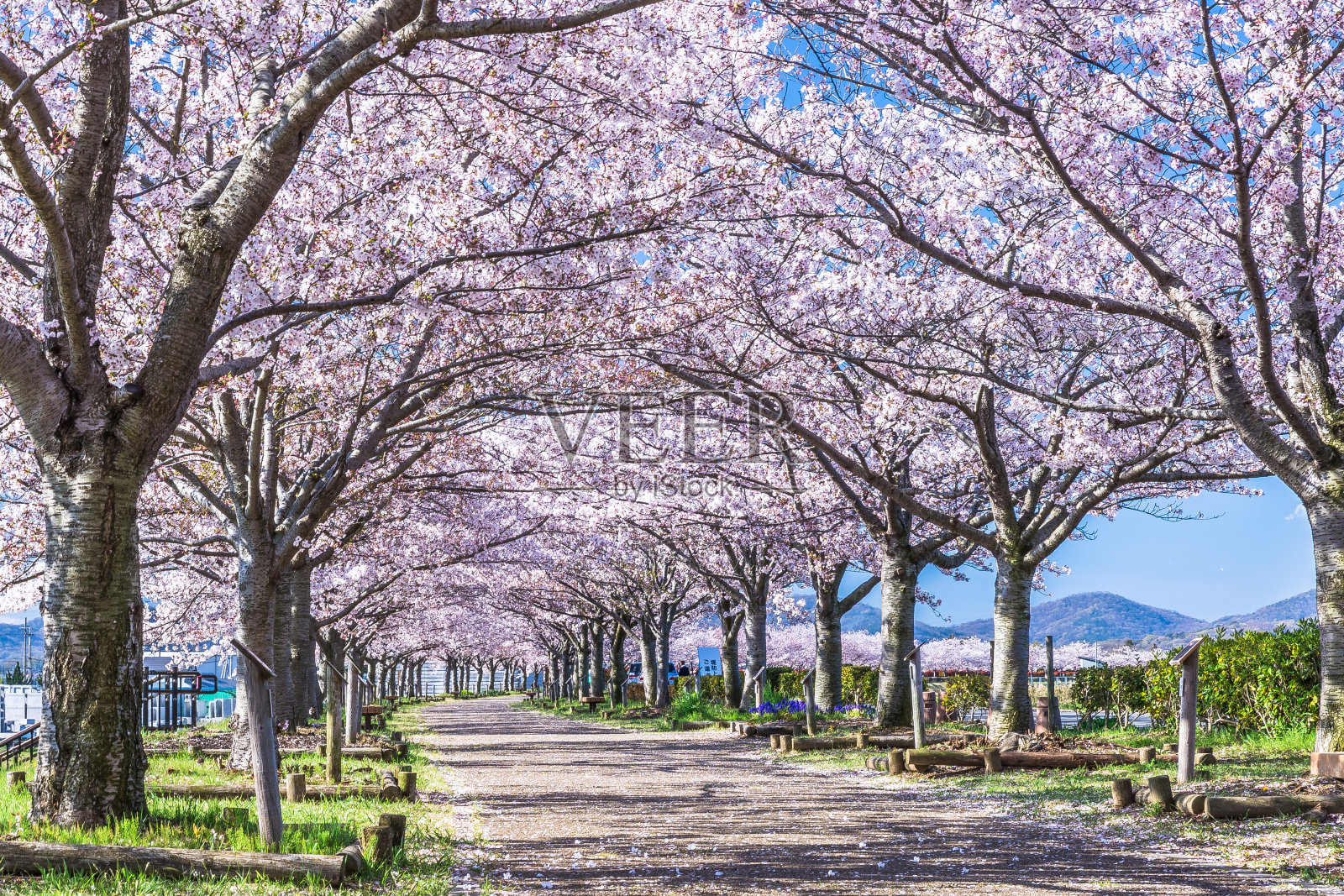蓝天和樱花盛开照片摄影图片