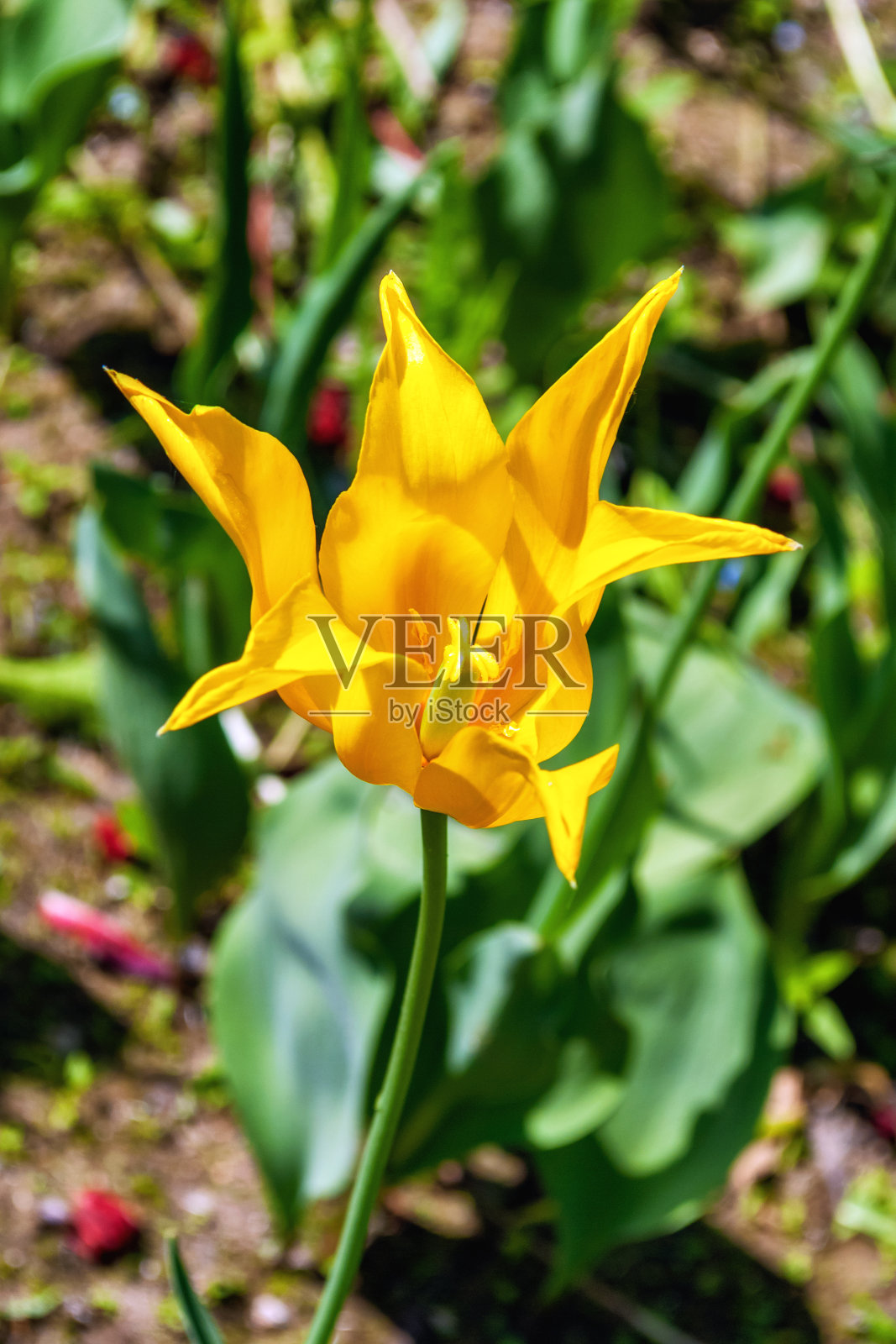 黄色的水仙花。照片摄影图片