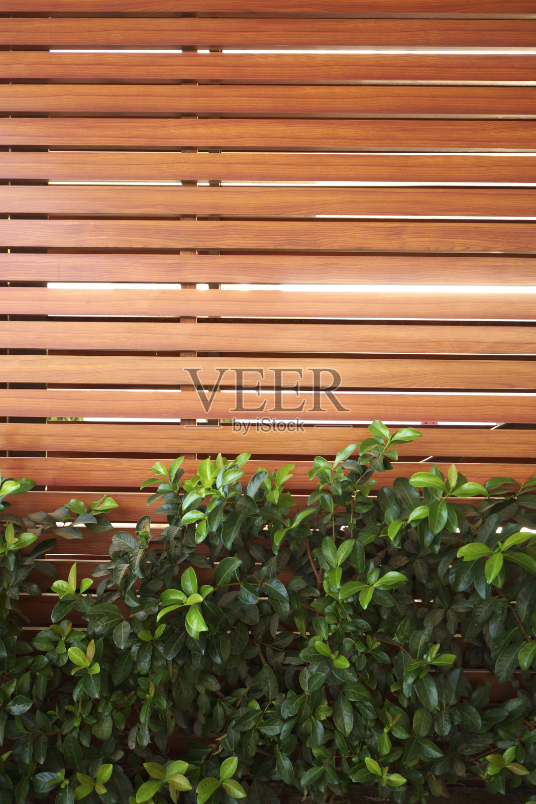 园林装饰植物以木墙为背景照片摄影图片