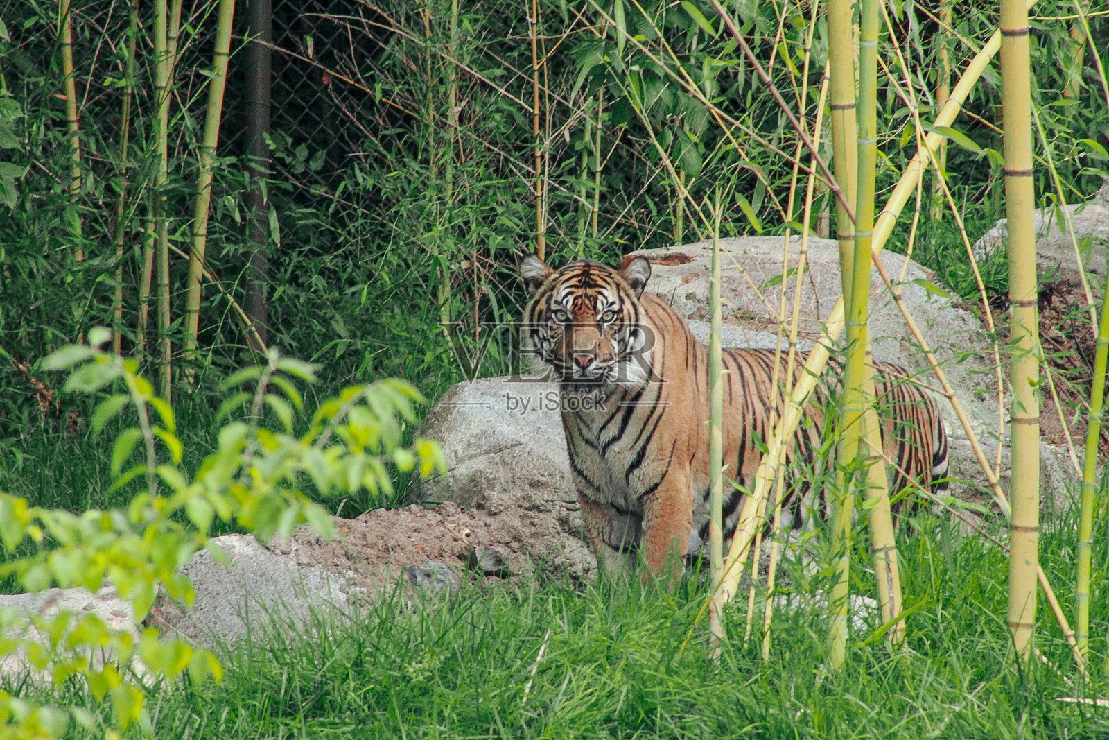 草丛中的老虎照片摄影图片