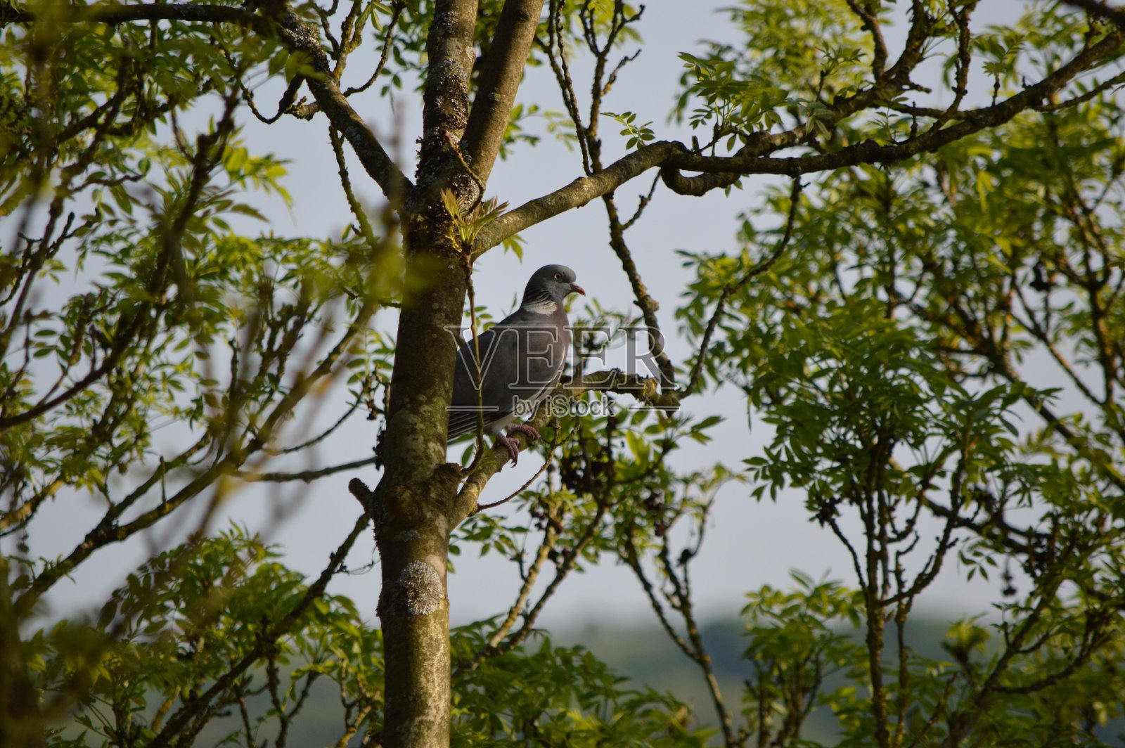 树上的鸽子照片摄影图片