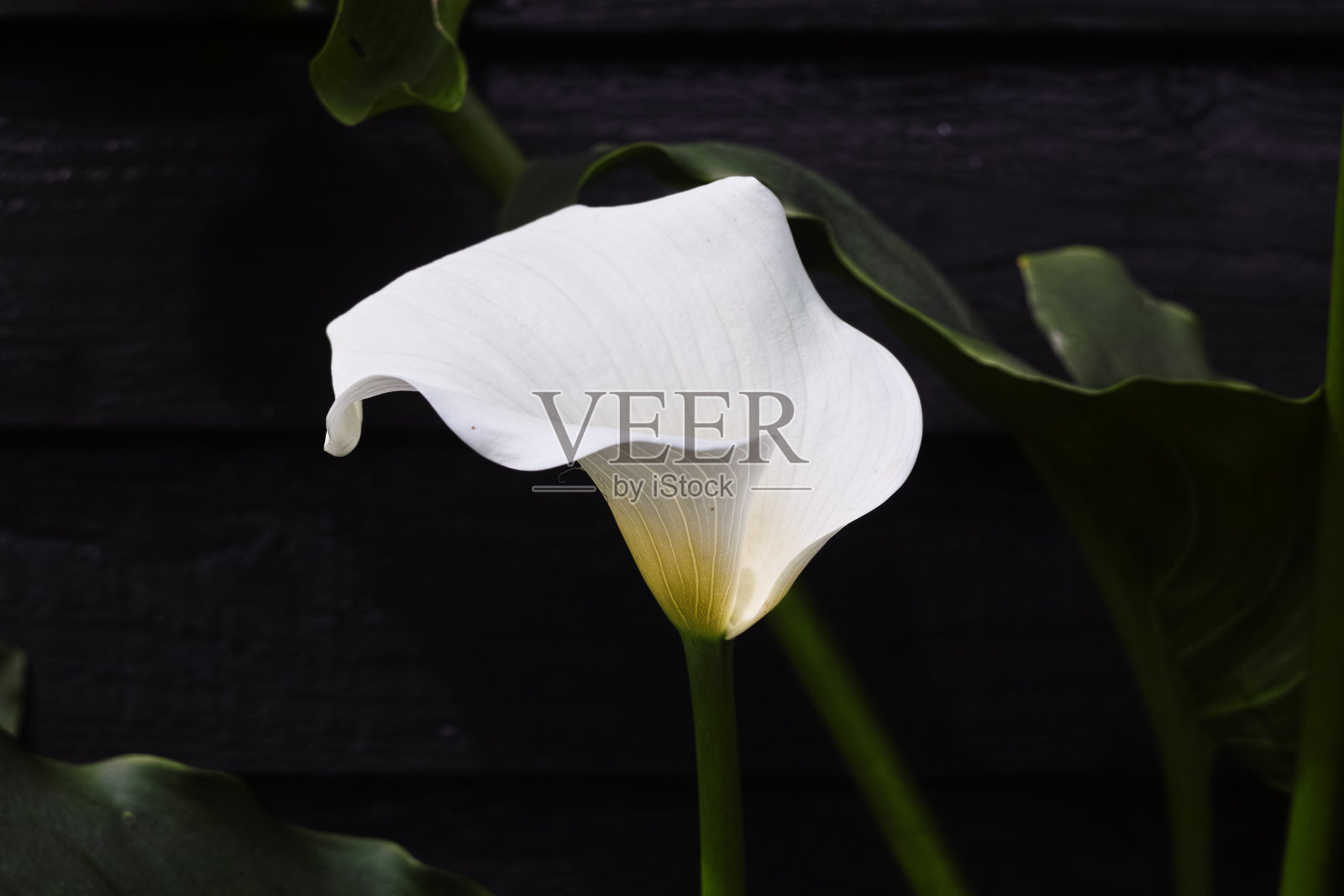 白色马蹄莲花在黑色的背景照片摄影图片