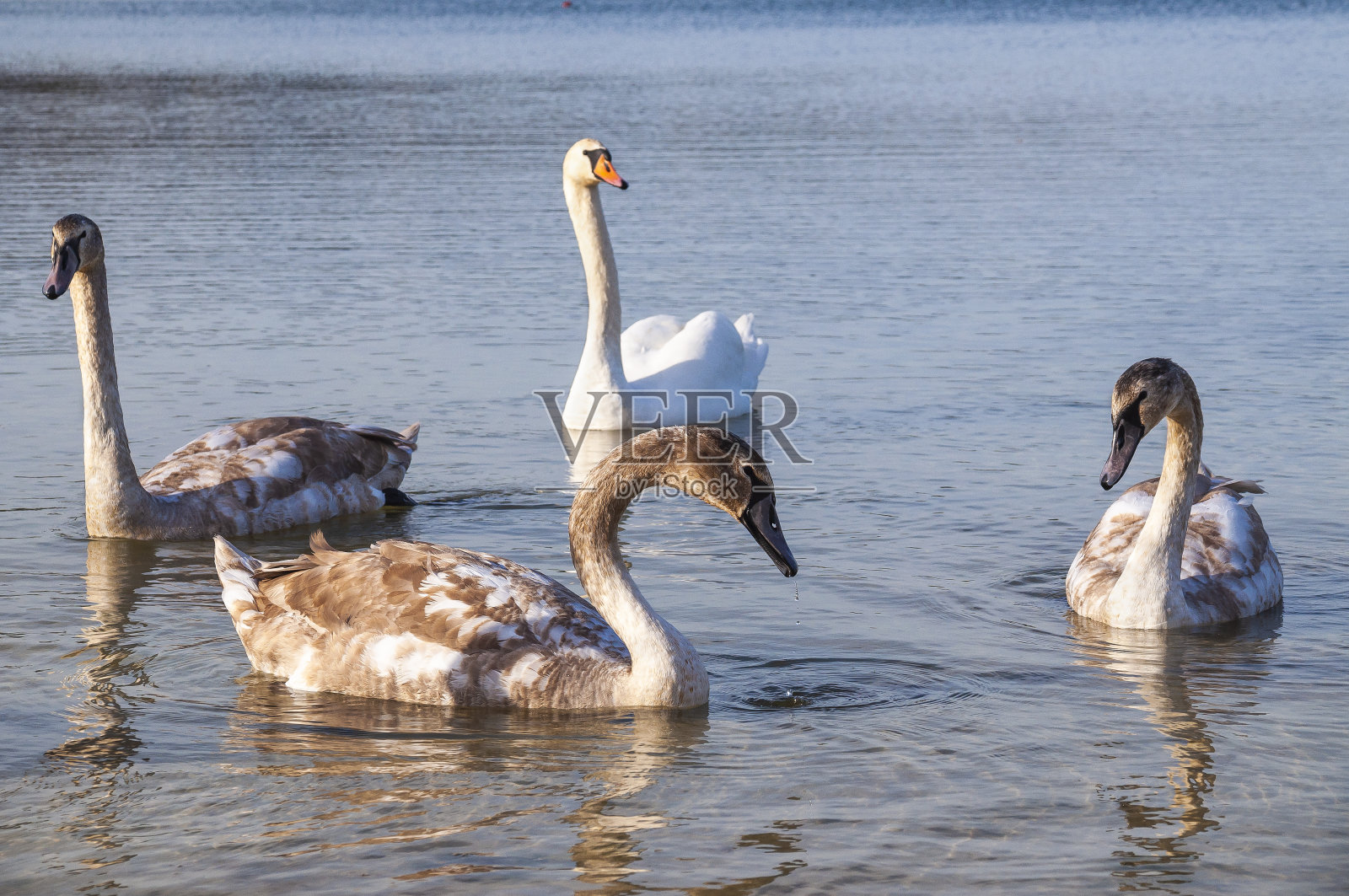 池塘里美丽的哑巴天鹅照片摄影图片