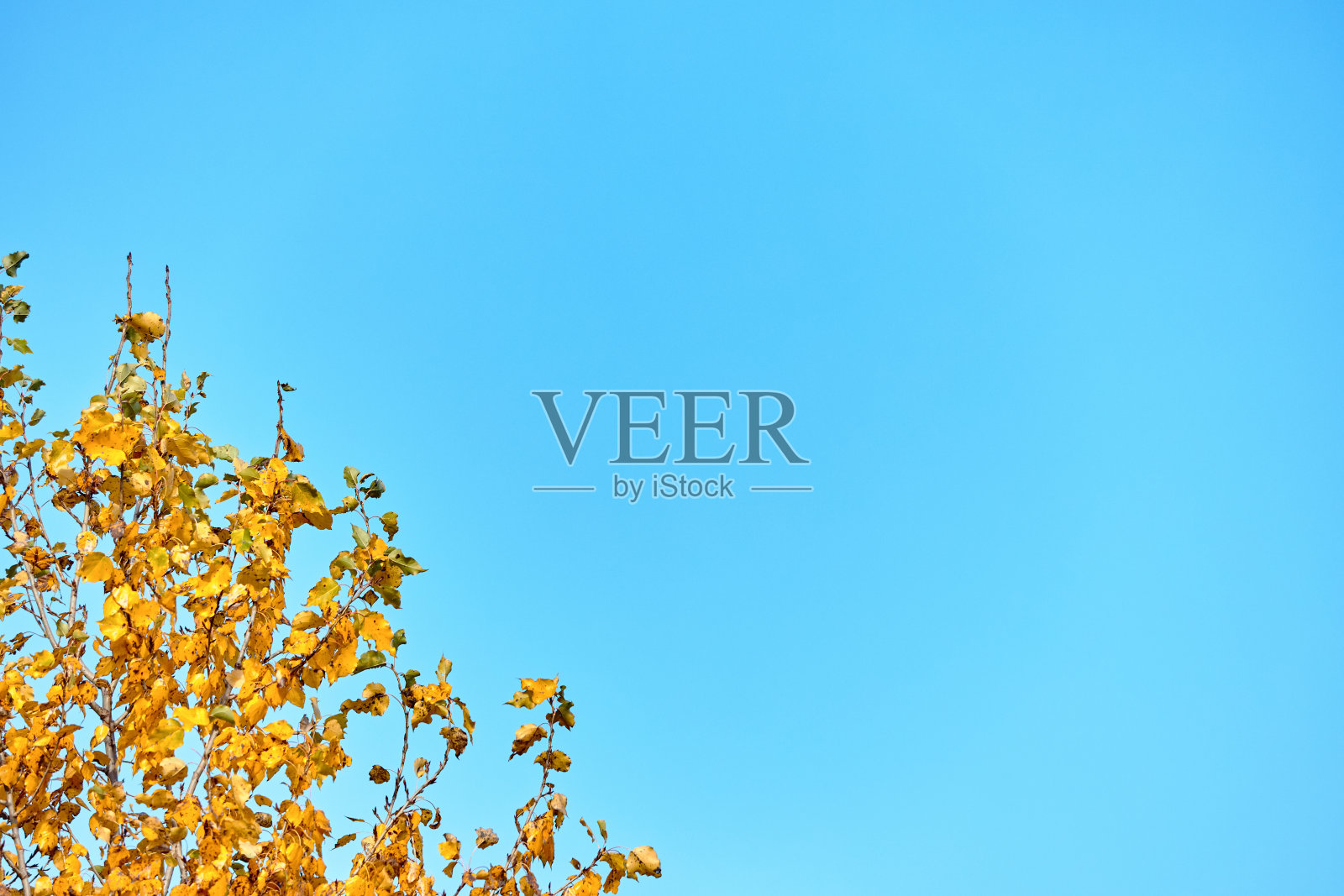 鲜艳的秋天杨树叶子在天空背景,秋天收获与复制空间照片摄影图片