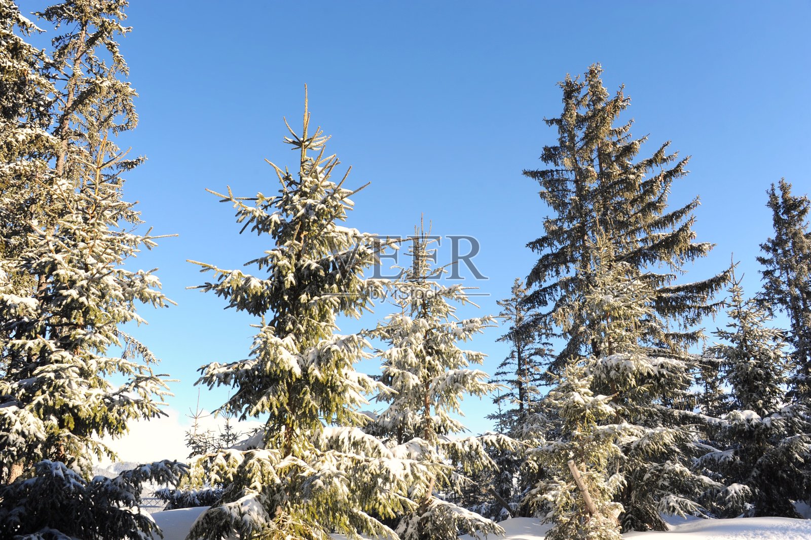 松树在冬天被雪覆盖照片摄影图片