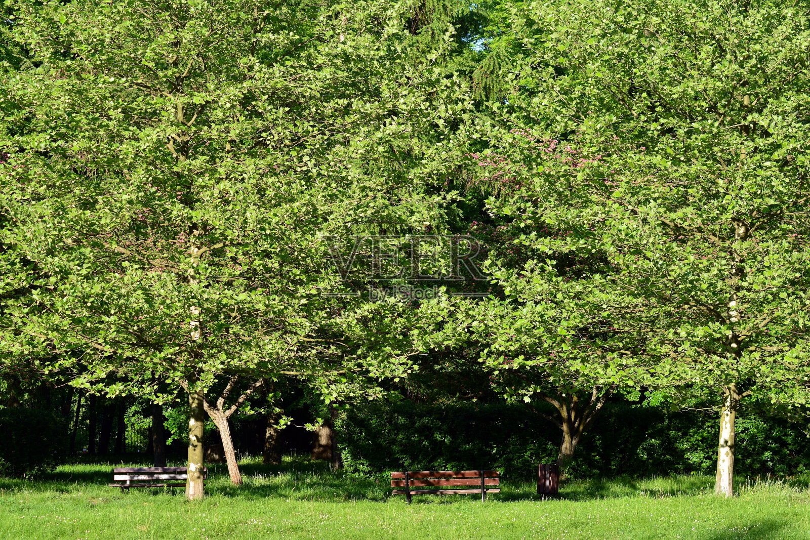 美丽的公园景色在公共公园与绿色的草地,绿色的树木植物和一个多云的蓝天照片摄影图片