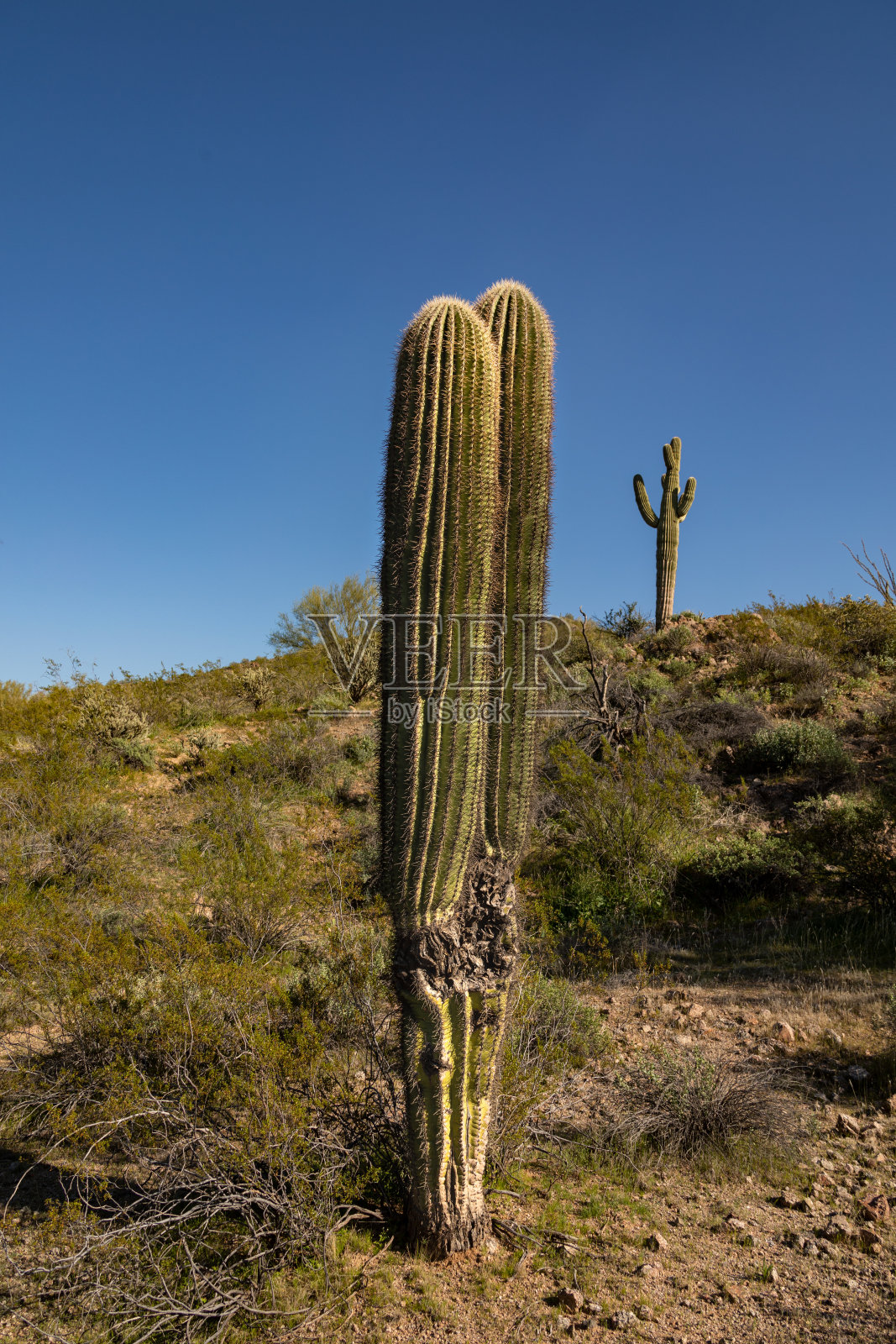 分开生长的仙人掌两茎照片摄影图片