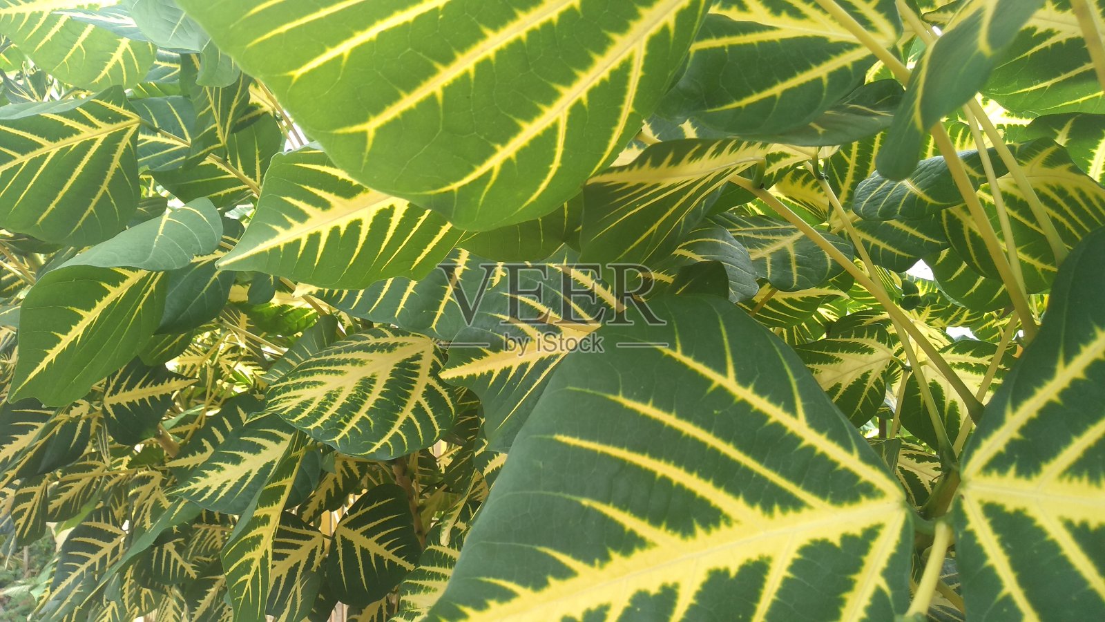 树叶照片摄影图片