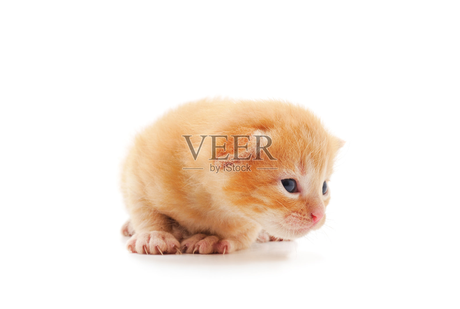 小红猫。照片摄影图片