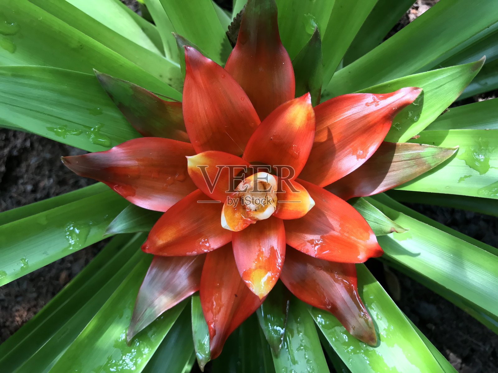 新胶质植物或凤梨属植物照片摄影图片