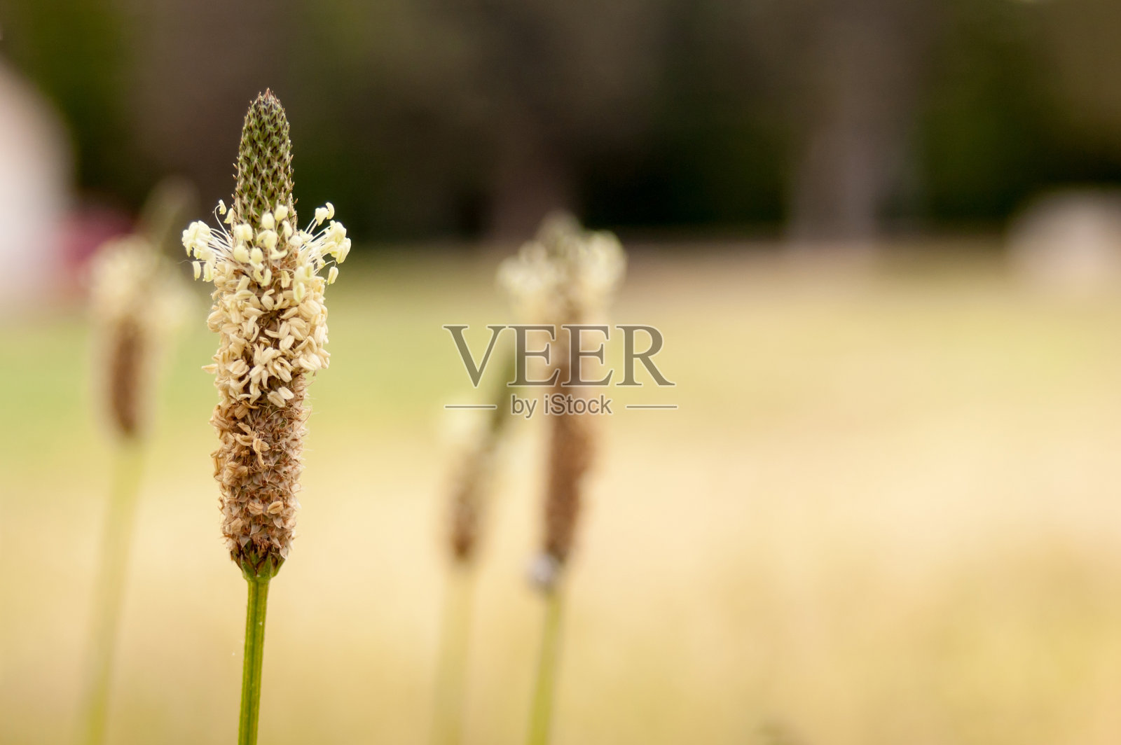美丽的车前草背景与梯度背景照片摄影图片