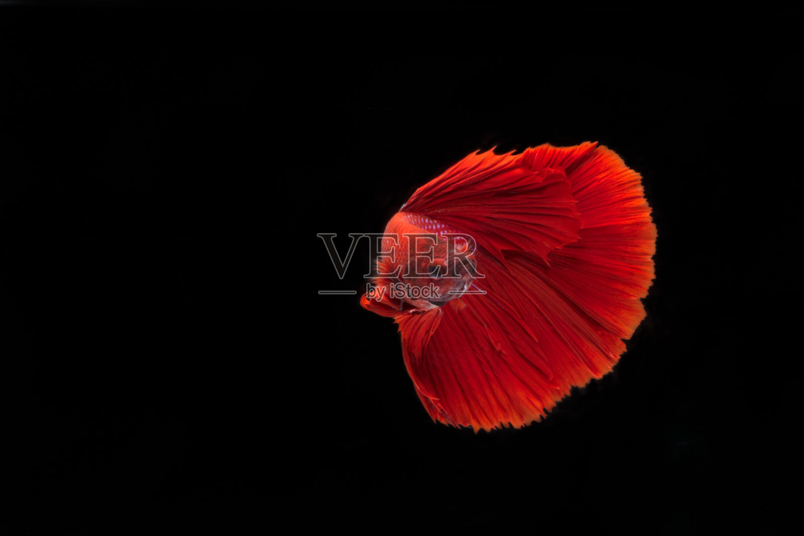 红斗鱼暹罗战斗鱼,斗鱼孤立在黑色背景。照片摄影图片