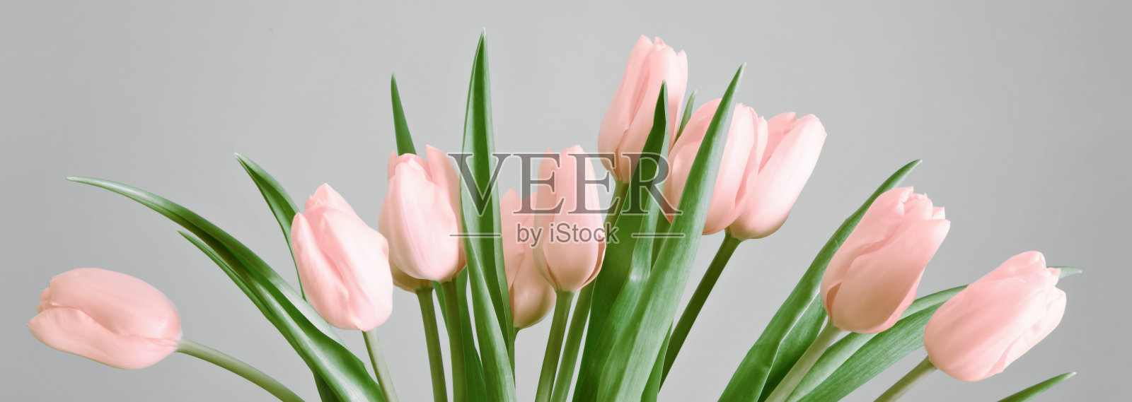 灰色背景上的郁金香照片摄影图片