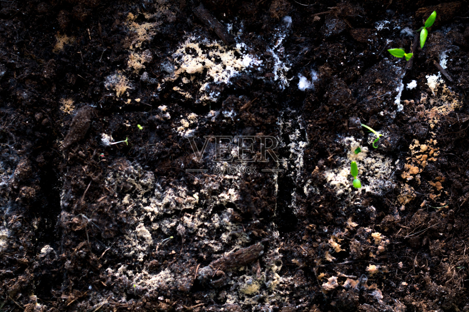 植物土彩模石纹理背景死苗照片摄影图片