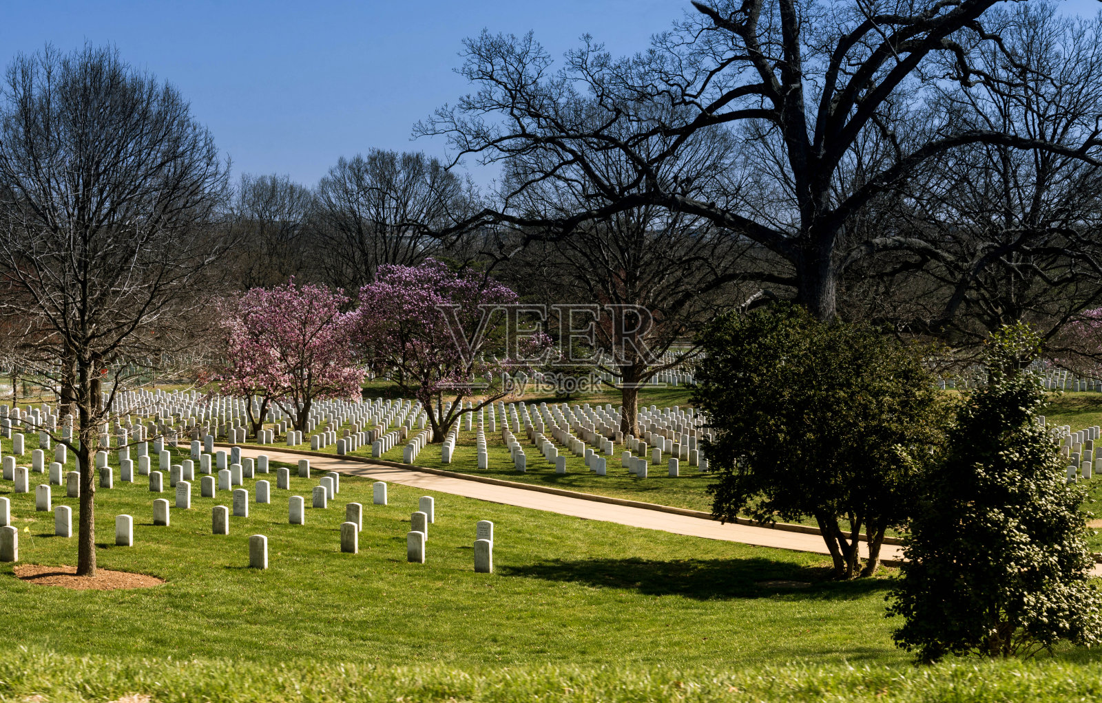 阿灵顿公墓的墓碑照片摄影图片