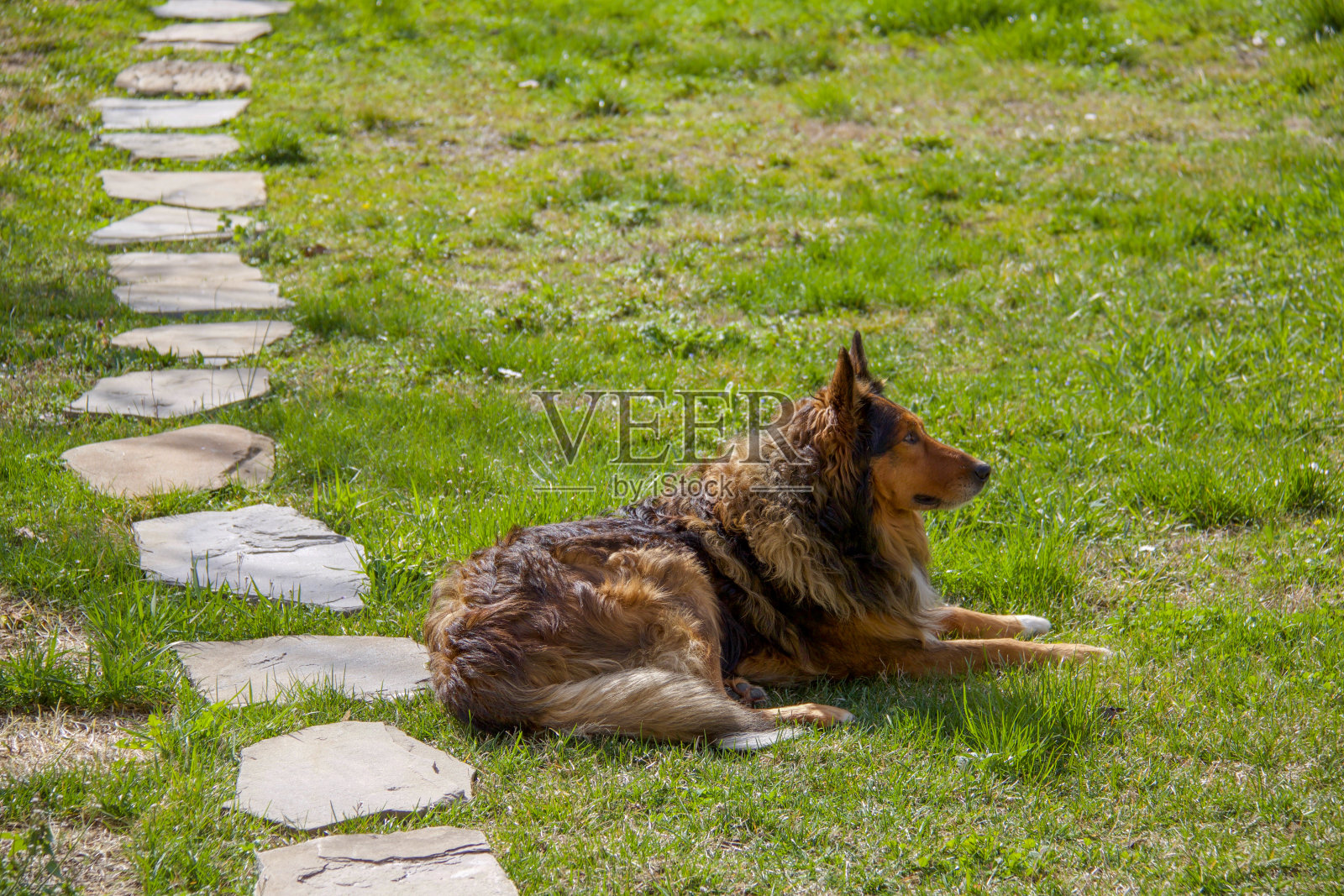 博德牧羊犬侧身躺在草地上照片摄影图片