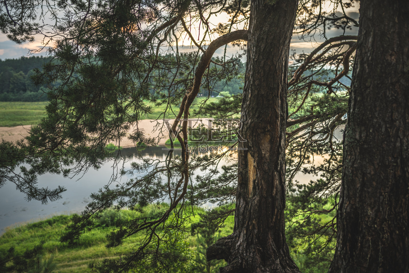 日落时的松树树干照片摄影图片