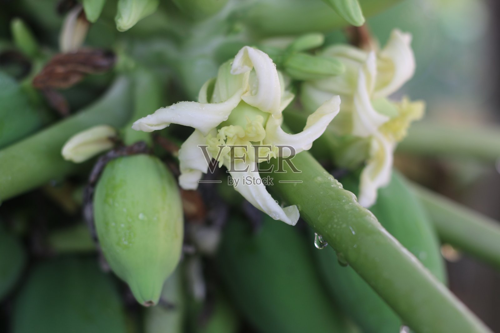 木瓜果实和叶子照片摄影图片