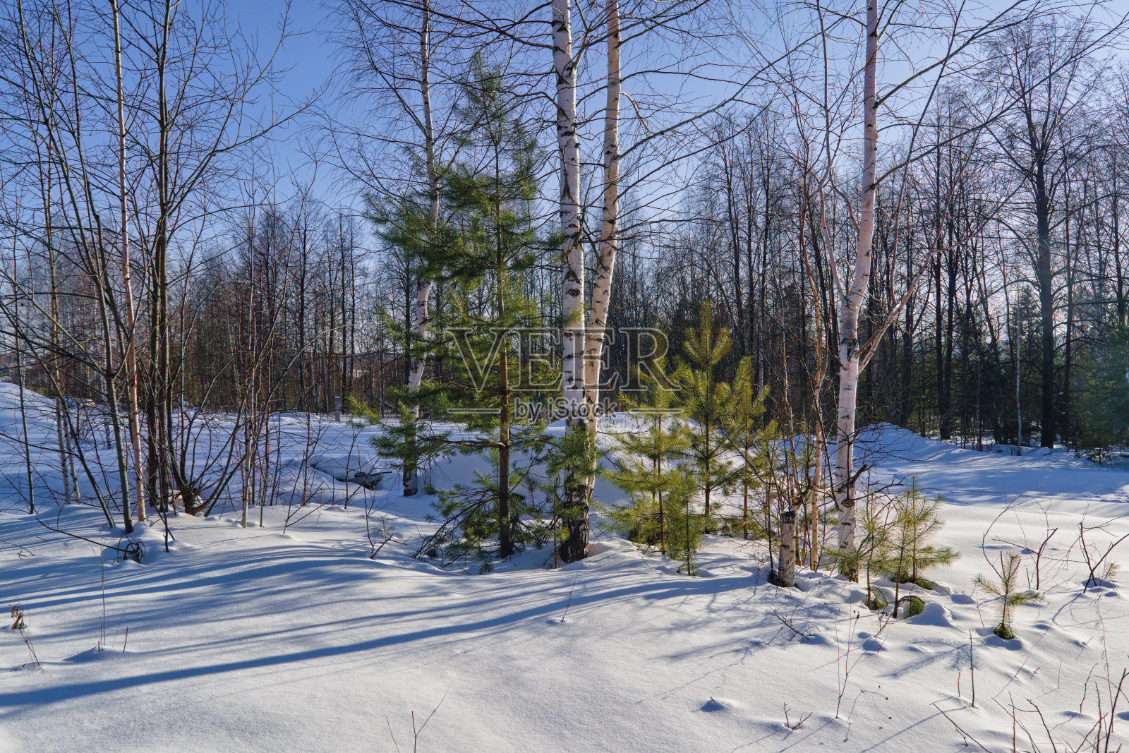冬天的风景,在一个阳光明媚的温暖日子里的森林。照片摄影图片