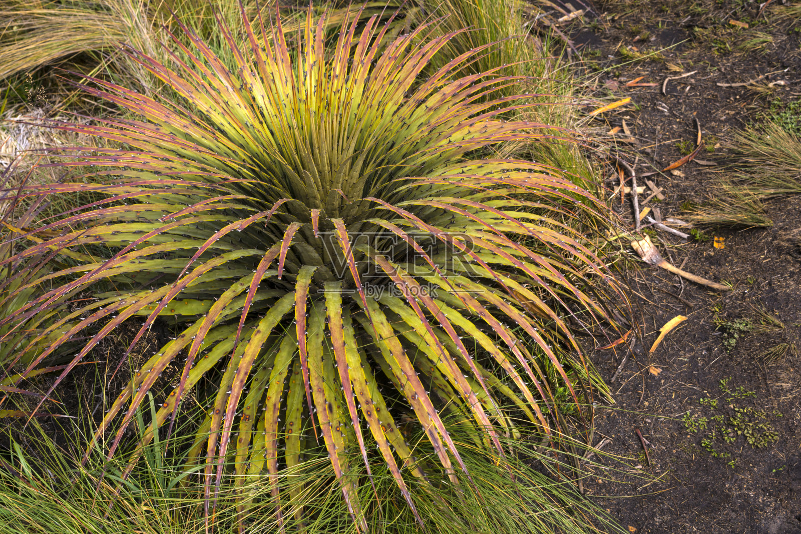 厄瓜多尔埃尔卡加斯国家公园家中的卷心菜棕榈照片摄影图片