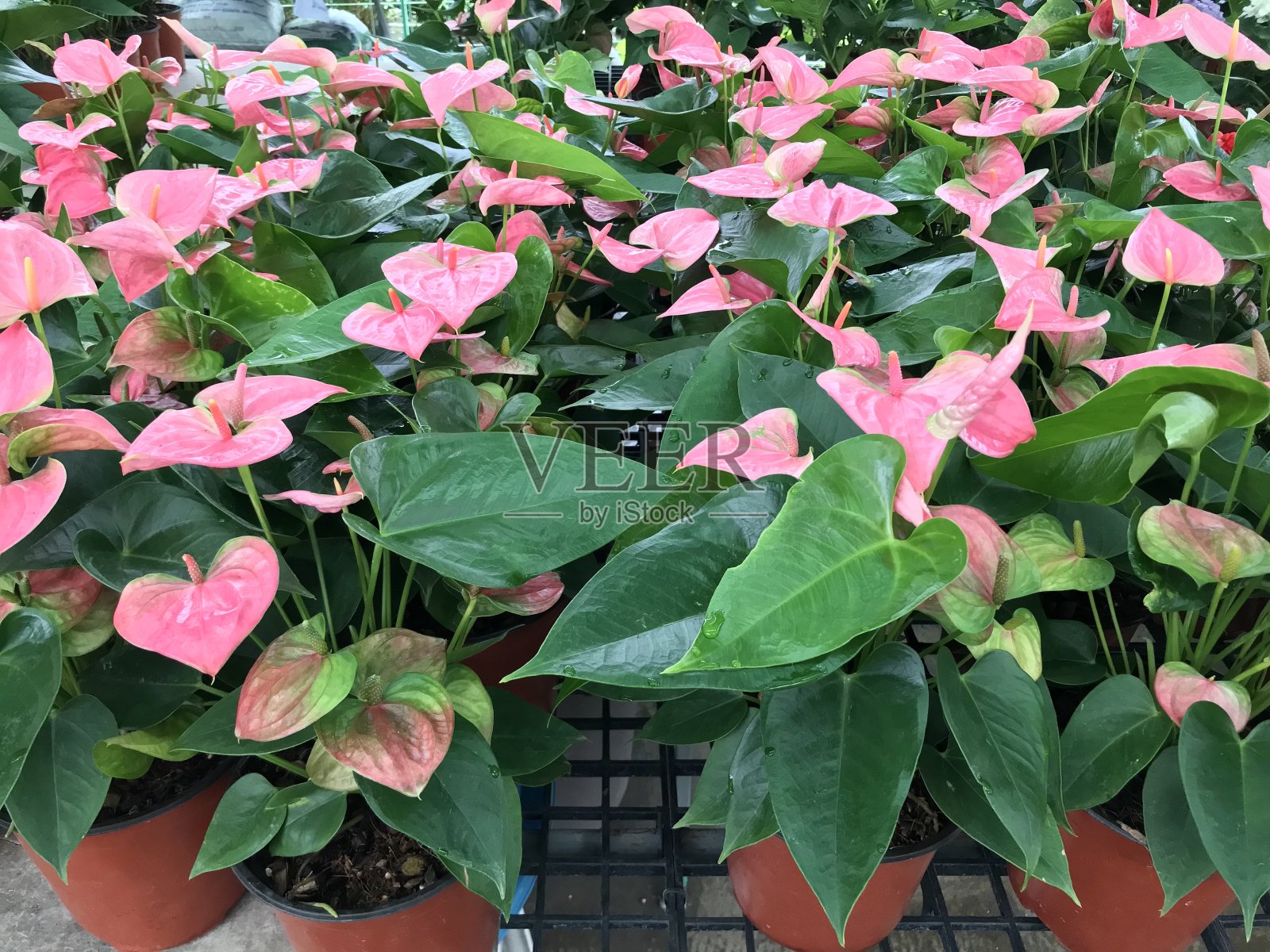 花园中盛开的红掌花照片摄影图片