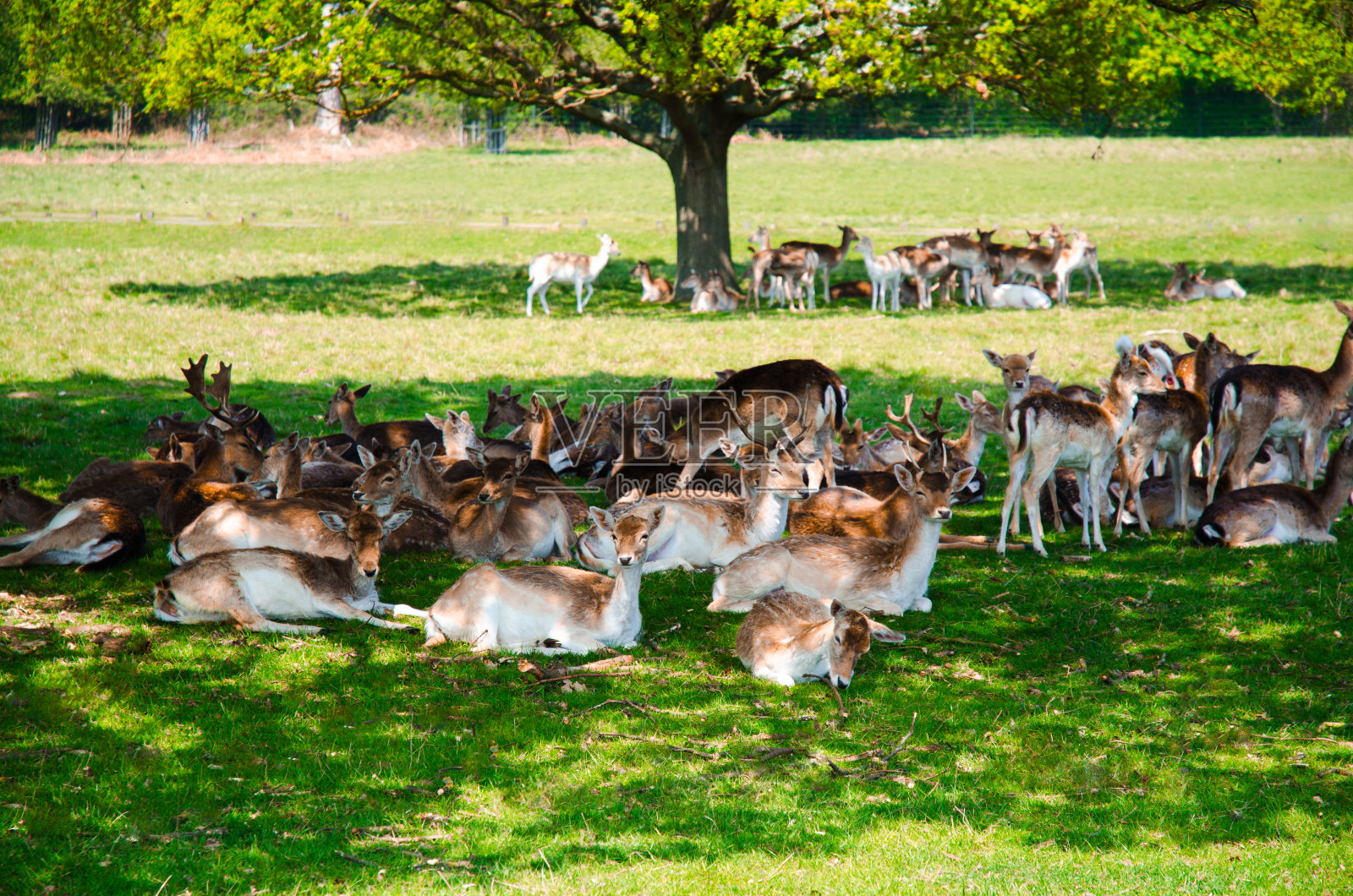 里士满公园的一群鹿。照片摄影图片