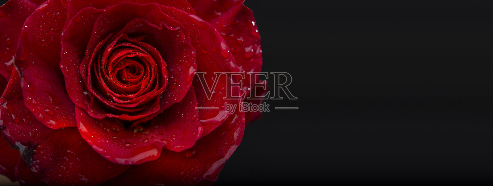 红色玫瑰与水滴特写视图与黑色横幅模板照片摄影图片