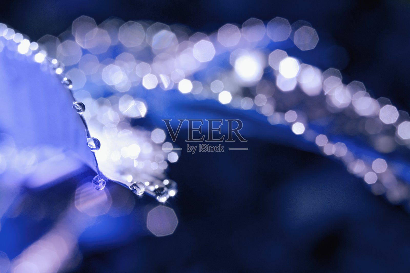 柔软抽象的有机背景,紫罗兰花上的水滴照片摄影图片